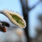 Quittenblättchen im Frost