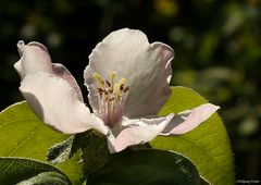 Quittenblüte