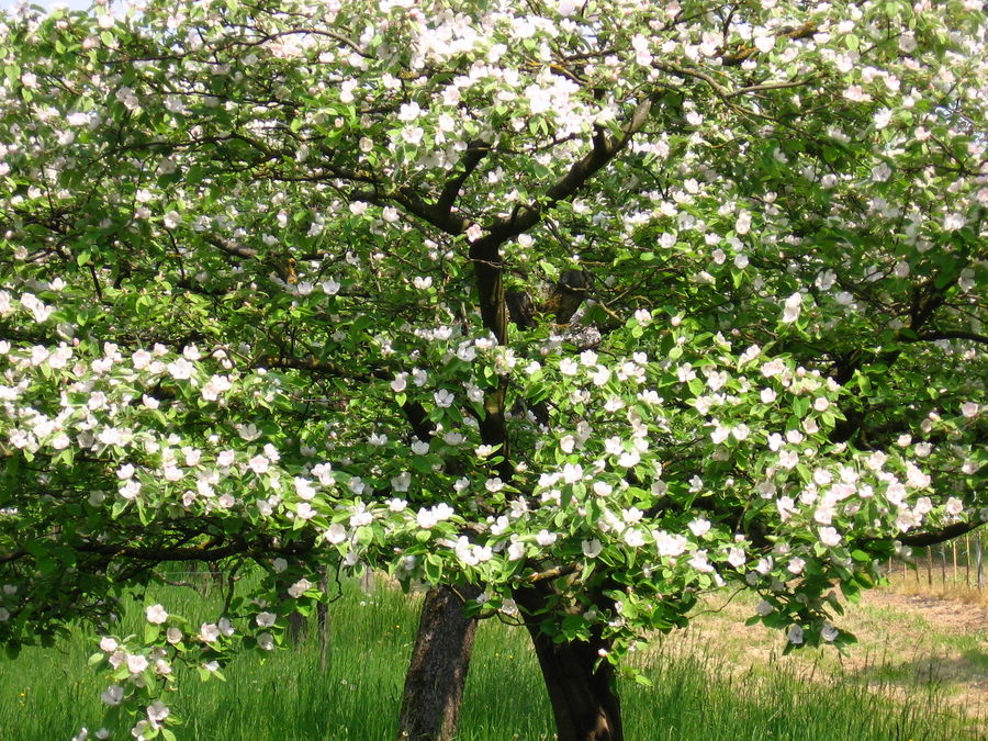 Quittenblüte.