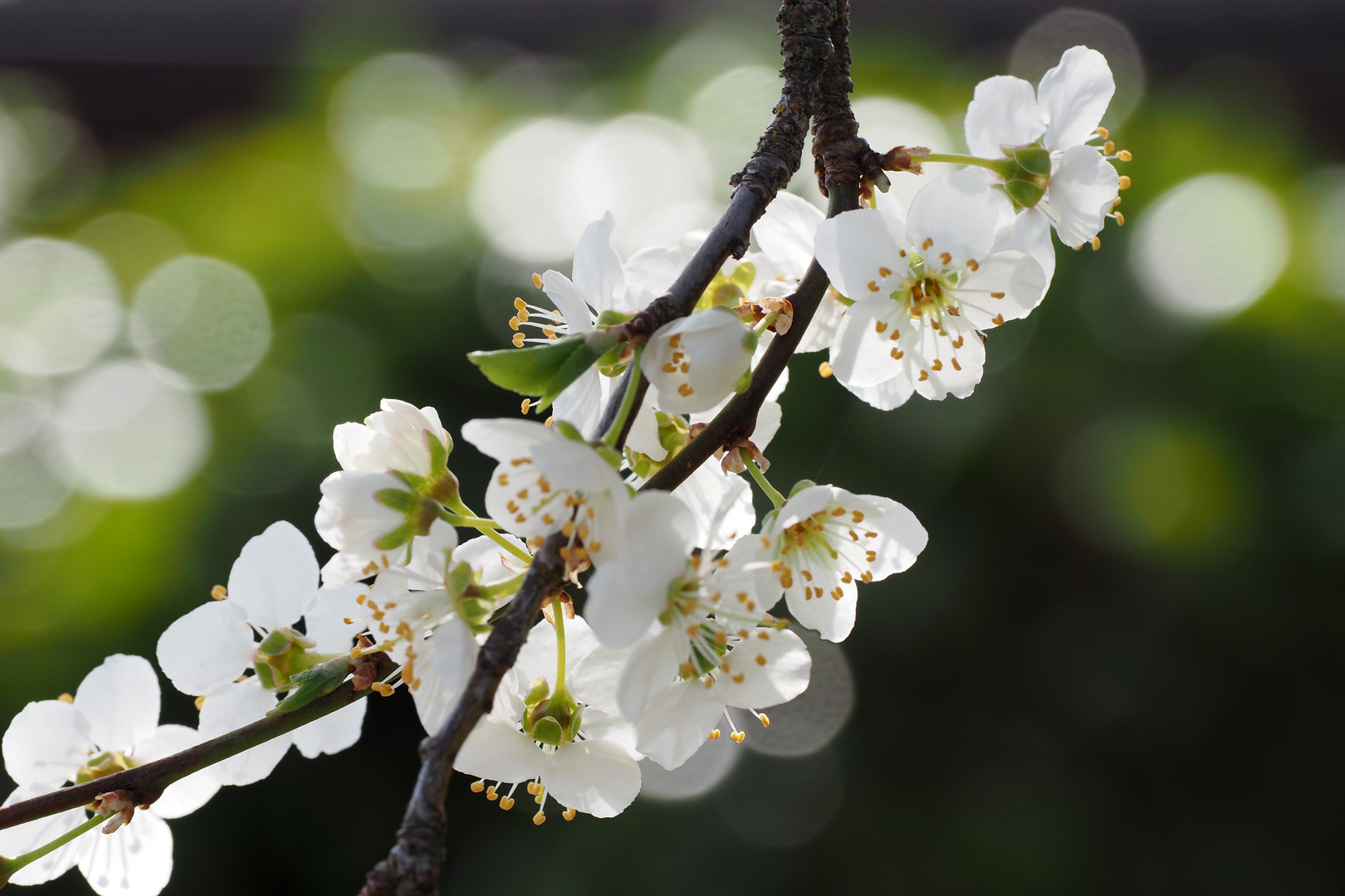 quittenblüten