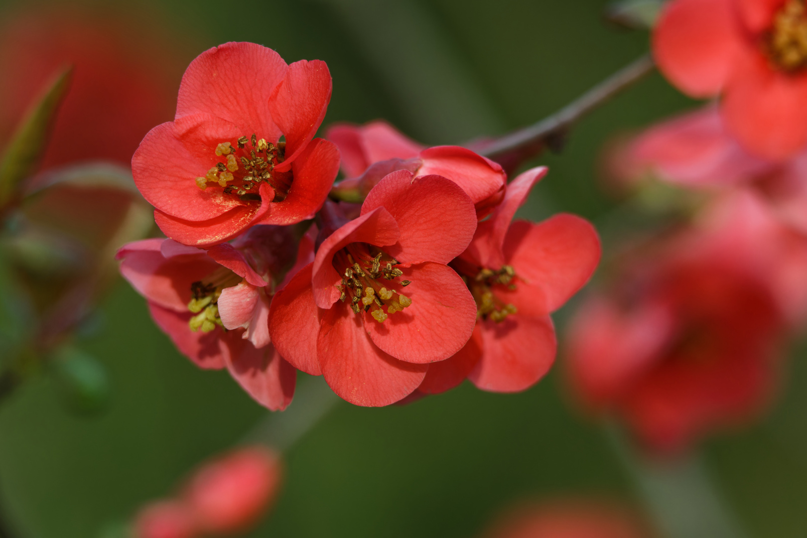 Quittenblüten...