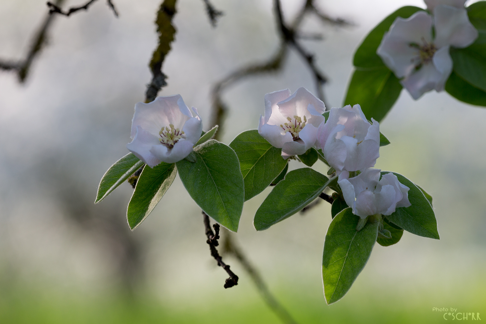 Quittenblüten