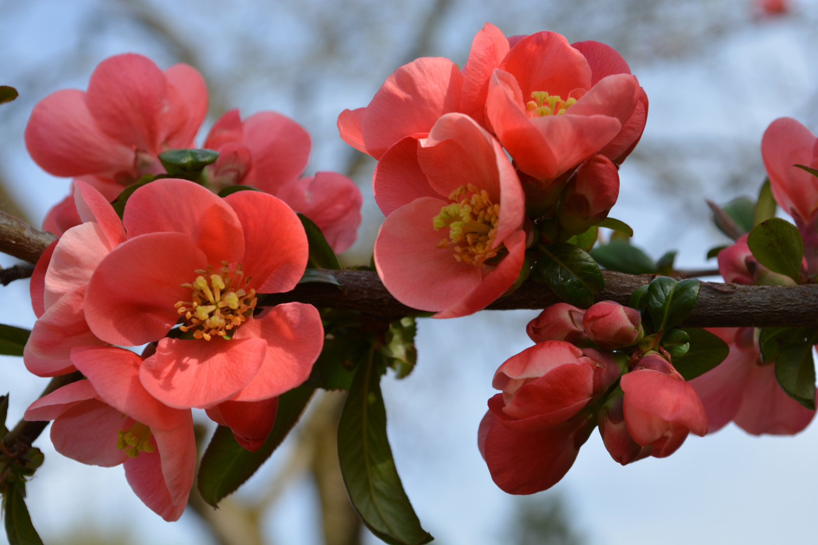 Quittenblüten