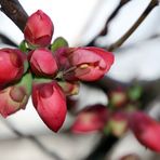 Quittenblüten mit Besucher...