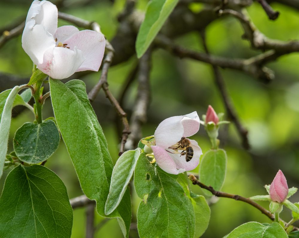 Quittenblüten mit Besucherin