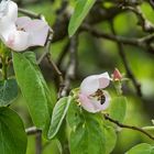 Quittenblüten mit Besucherin