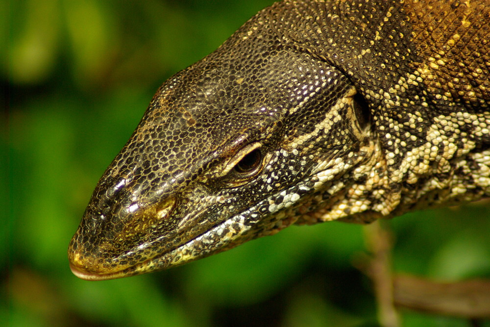 Quittenleguan im Kölner Zoo