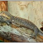 Quittenwaran_Varanus melinus