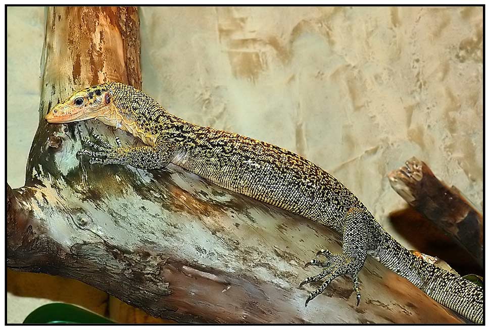 Quittenwaran_Varanus melinus