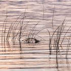 Quitzdorfer Stausee am Abend