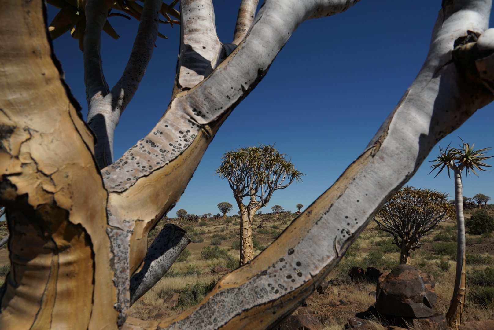 Quiver Tree