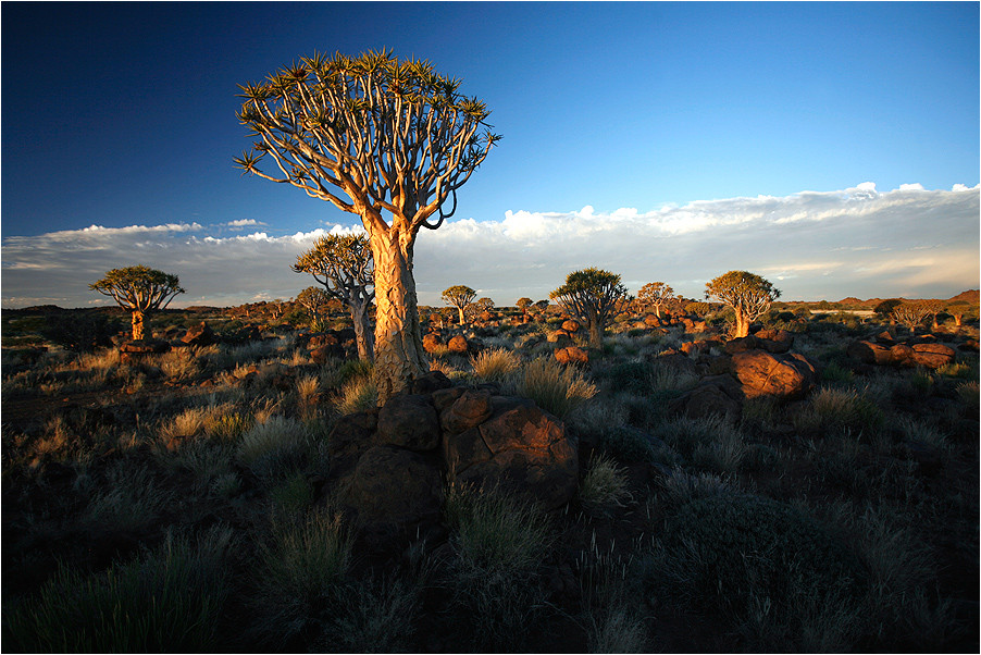 Quiver Tree Forest