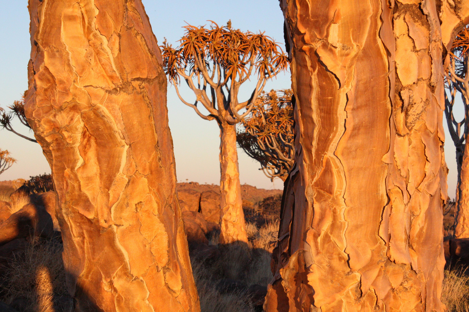 quiver tree forest