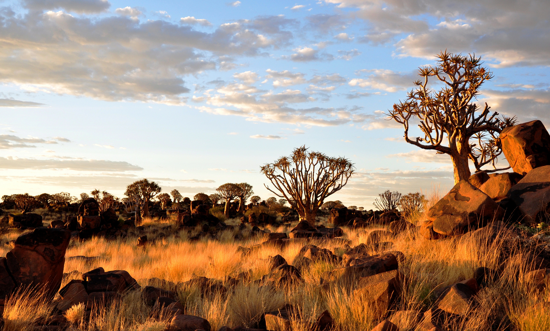 Quiver Tree Forest