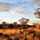 Quiver Tree Forest