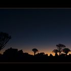 Quiver tree forest