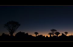 Quiver tree forest