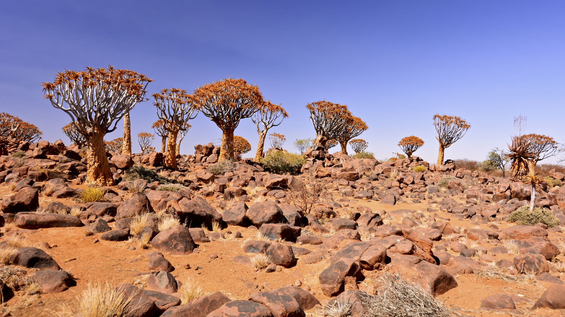 Quiver Tree Forest