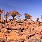 Quiver Tree Forest