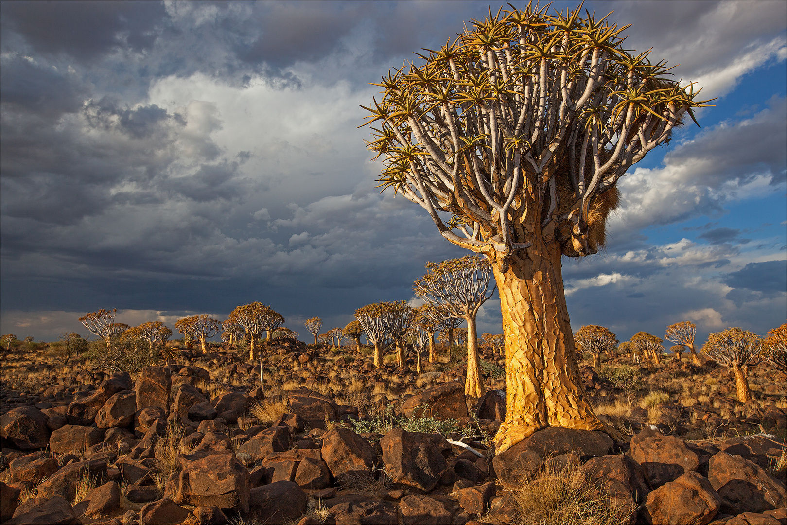 Quiver Tree Forest (Köcherbaumwald) ...