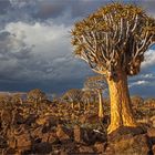 Quiver Tree Forest (Köcherbaumwald) ...