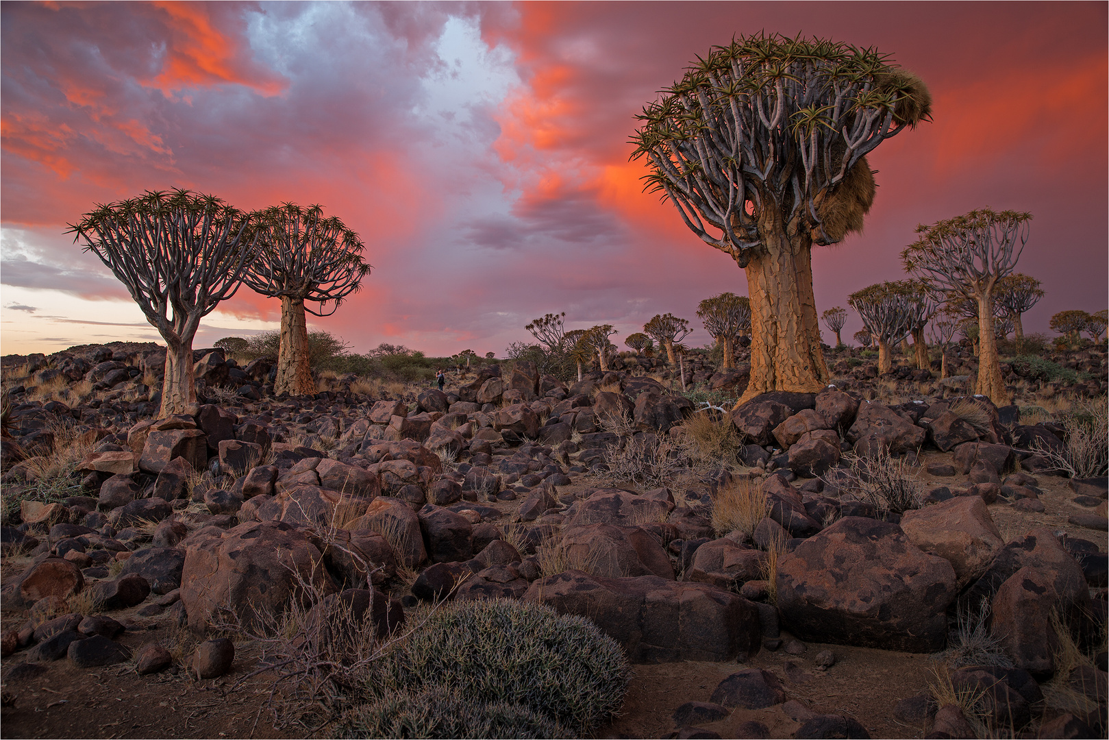 Quiver Tree Forest (Köcherbaumwald)#