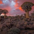 Quiver Tree Forest (Köcherbaumwald)#