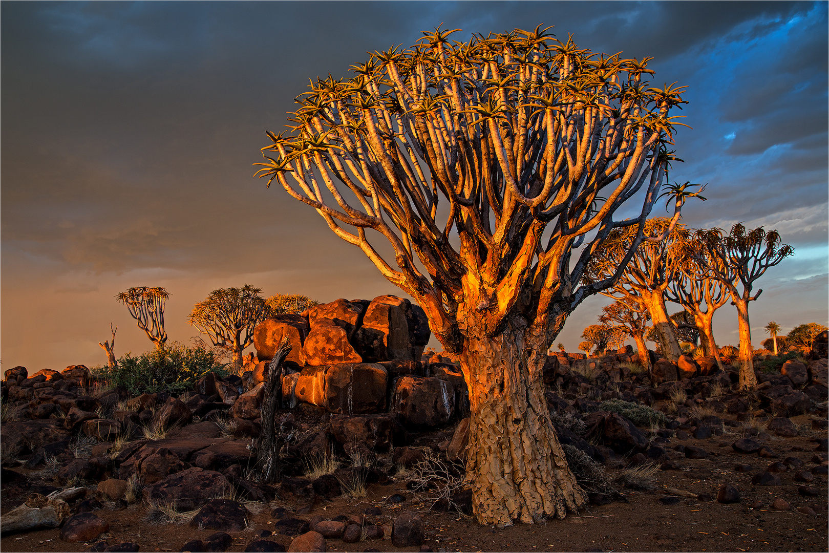 Quiver Tree Forest (Köcherbaumwald)