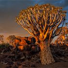 Quiver Tree Forest (Köcherbaumwald)