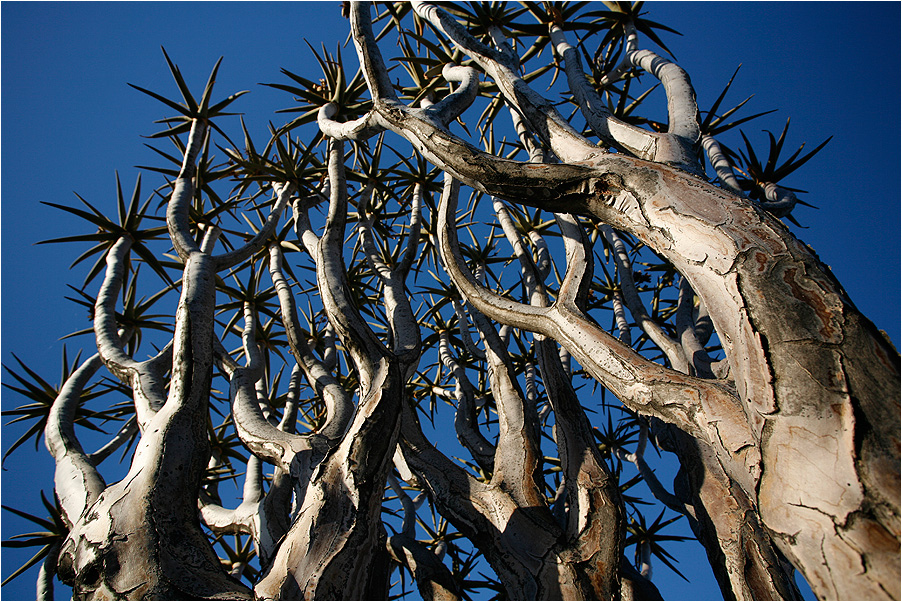 Quiver Tree / Köcher Baum