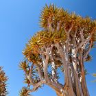 Quiver Tree - Namibia