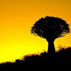 Quiver tree silhouette