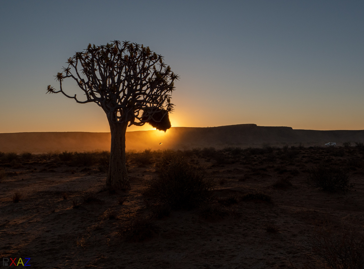 Quiver Tree Sunset