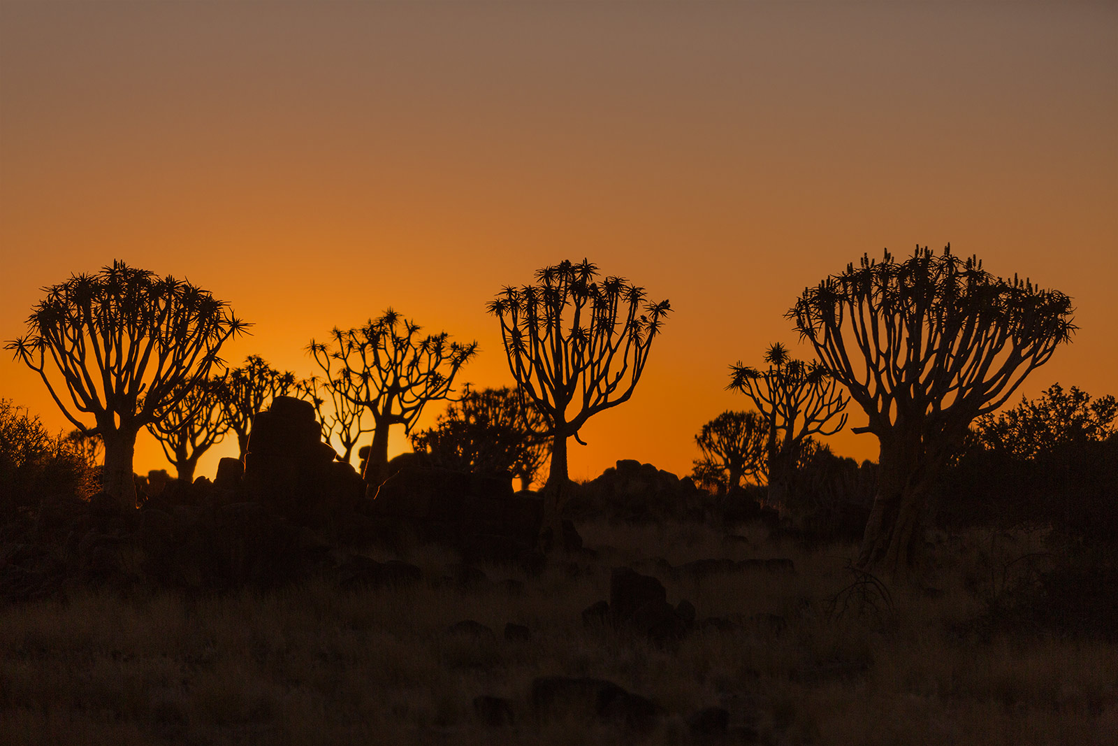 Quiver trees