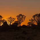 Quiver trees