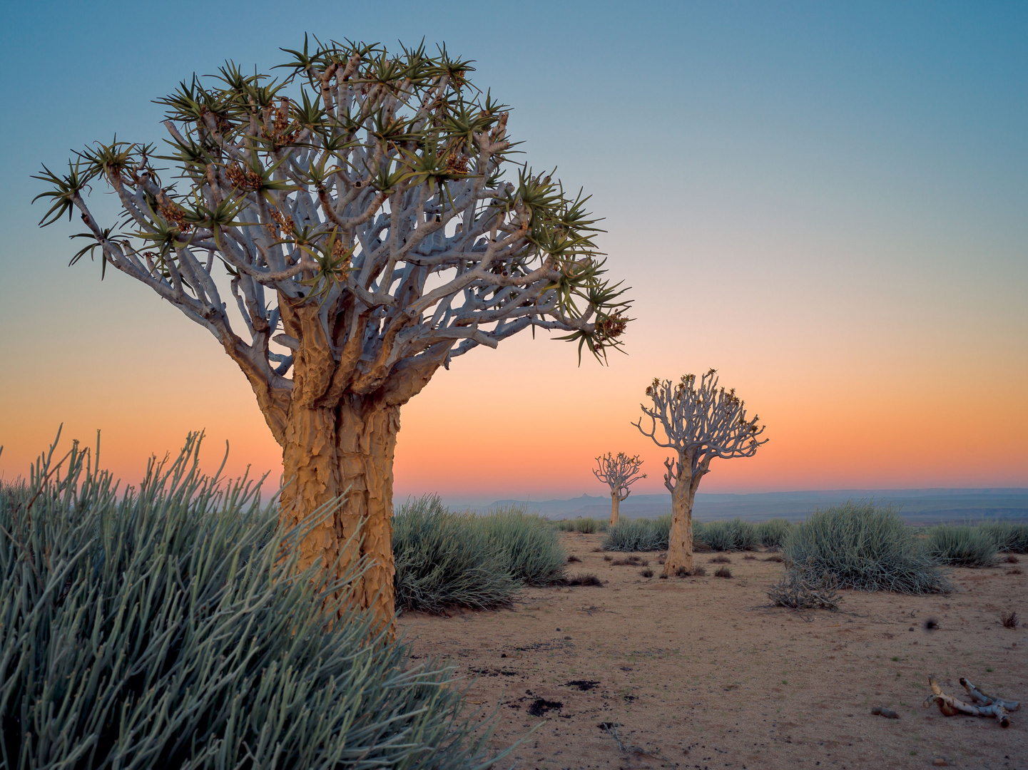 Quiver trees before sunrise