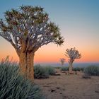 Quiver trees before sunrise