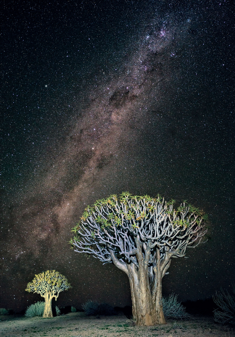 Quiver Trees by night