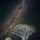 Quiver Trees by night