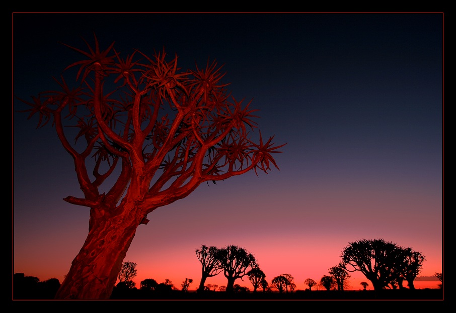 Quiver Trees @ Night