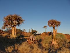 Quiver Trees und Aloe