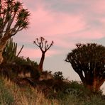 Quivertree - Forest