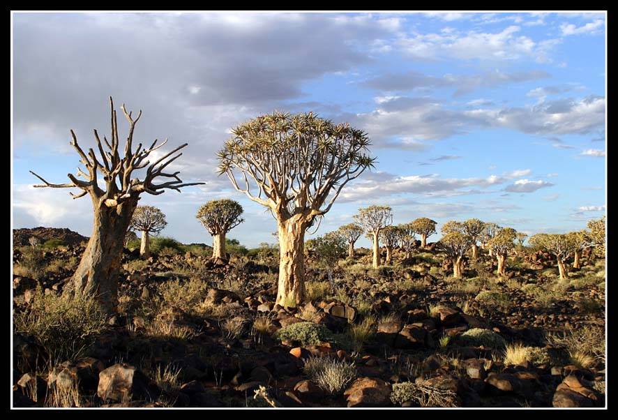 Quivertree Forest