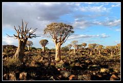 Quivertree Forest