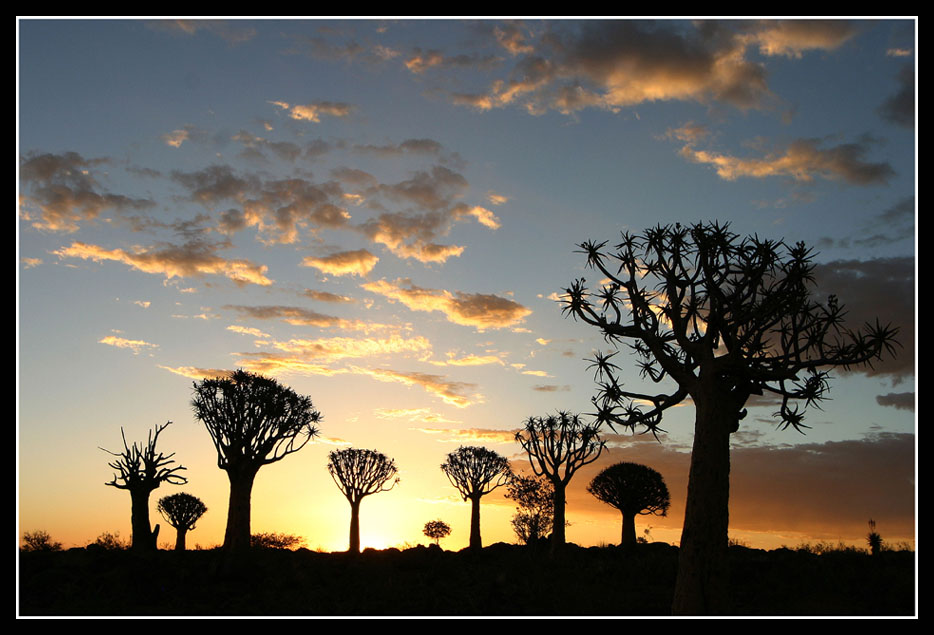 Quivertree forest