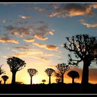 Quivertree forest