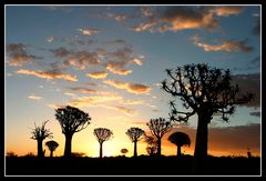 Quivertree forest