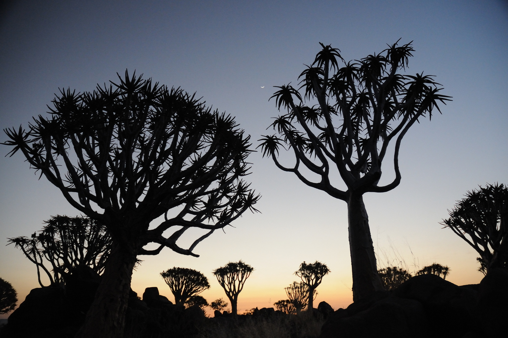 Quivertree Forest