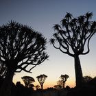 Quivertree Forest