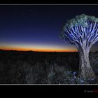 Quivertree in the Namib Desert